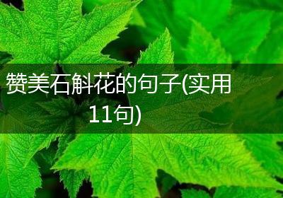 赞美石斛花的句子(实用11句)