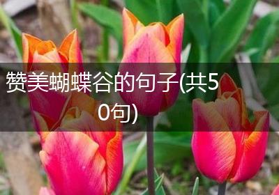 赞美蝴蝶谷的句子(共50句)