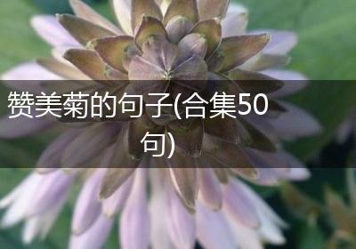 赞美菊的句子(合集50句)