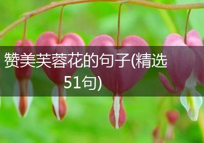 赞美芙蓉花的句子(精选51句)