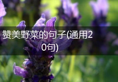 赞美野菜的句子(通用20句)