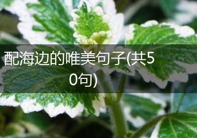配海边的唯美句子(共50句)