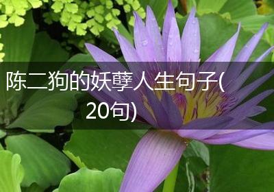 陈二狗的妖孽人生句子(20句)