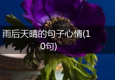 雨后天晴的句子心情(10句)