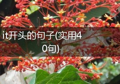 it开头的句子(实用40句)