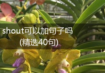 shout可以加句子吗(精选40句)