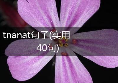 tnanat句子(实用40句)