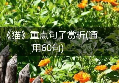 《猫》重点句子赏析(通用60句)