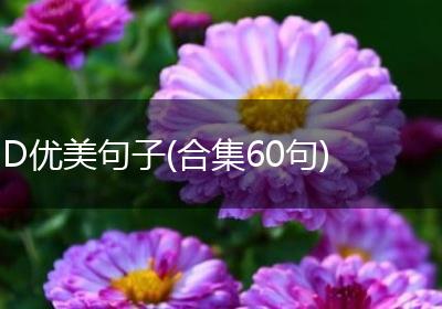 D优美句子(合集60句)