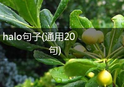 halo句子(通用20句)