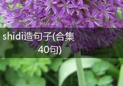 shidi造句子(合集40句)