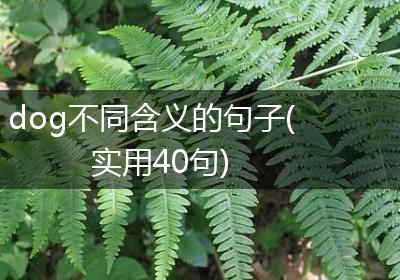 dog不同含义的句子(实用40句)