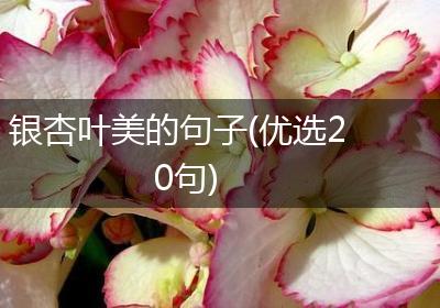 银杏叶美的句子(优选20句)