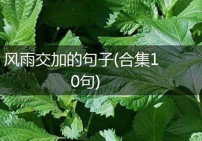 风雨交加的句子(合集10句)