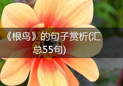 《根鸟》的句子赏析(汇总55句)