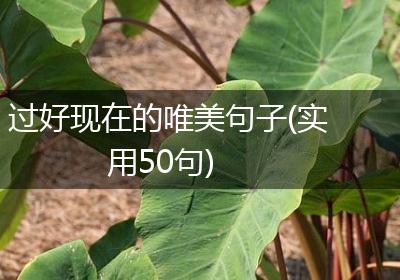 过好现在的唯美句子(实用50句)