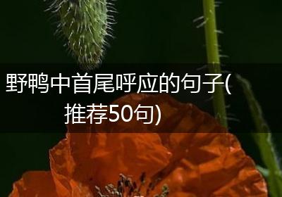 野鸭中首尾呼应的句子(推荐50句)