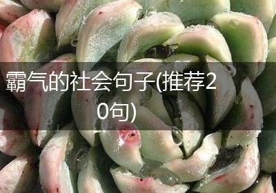 霸气的社会句子(推荐20句)