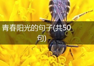 青春阳光的句子(共50句)