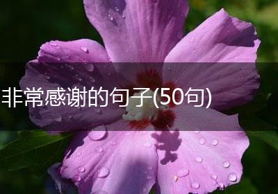 非常感谢的句子(50句)