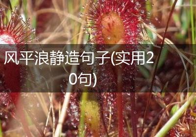 风平浪静造句子(实用20句)