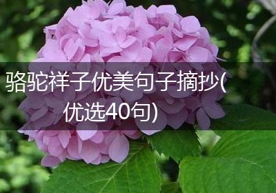 骆驼祥子优美句子摘抄(优选40句)