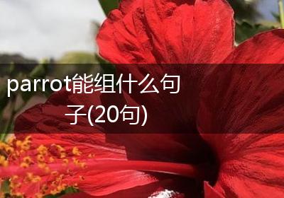parrot能组什么句子(20句)