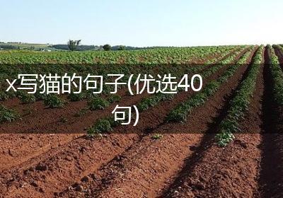 x写猫的句子(优选40句)