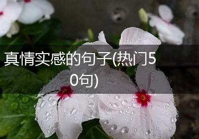 真情实感的句子(热门50句)