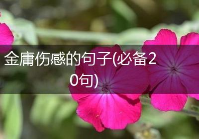 金庸伤感的句子(必备20句)