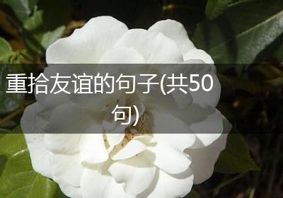重拾友谊的句子(共50句)