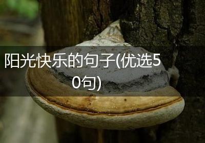阳光快乐的句子(优选50句)