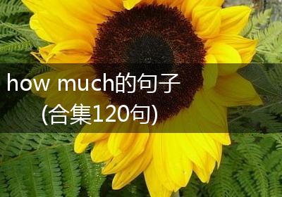 how much的句子(合集120句)
