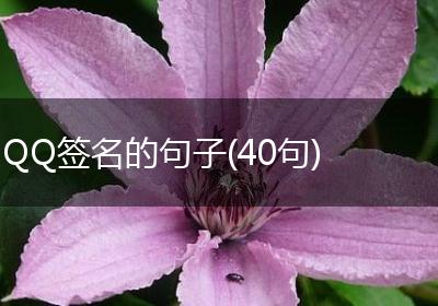 QQ签名的句子(40句)