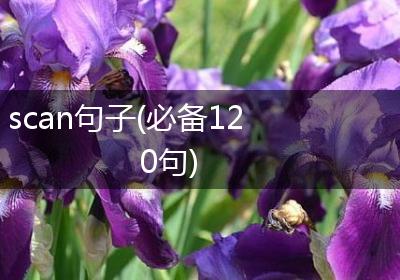 scan句子(必备120句)