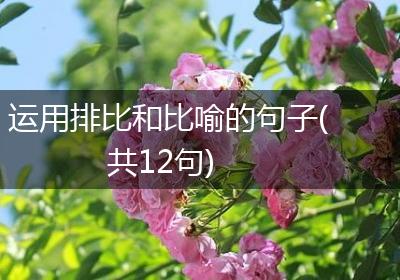 运用排比和比喻的句子(共12句)