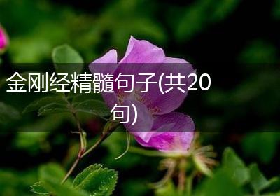 金刚经精髓句子(共20句)