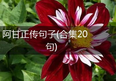 阿甘正传句子(合集20句)