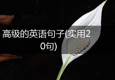 高级的英语句子(实用20句)