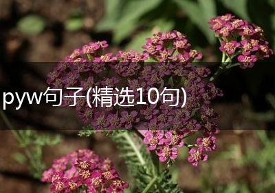 pyw句子(精选10句)