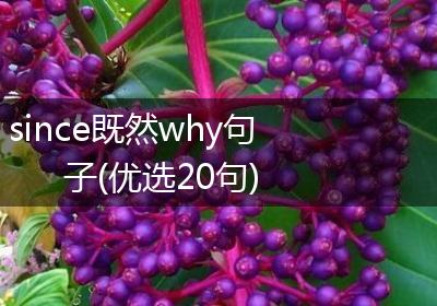 since既然why句子(优选20句)