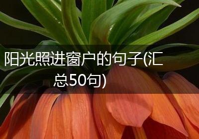 阳光照进窗户的句子(汇总50句)