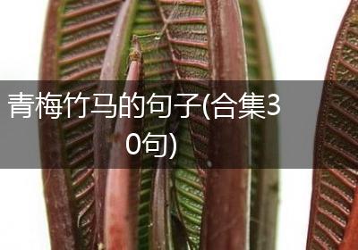 青梅竹马的句子(合集30句)