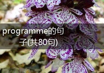 programme的句子(共80句)