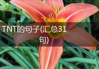 TNT的句子(汇总31句)