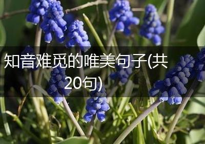 知音难觅的唯美句子(共20句)