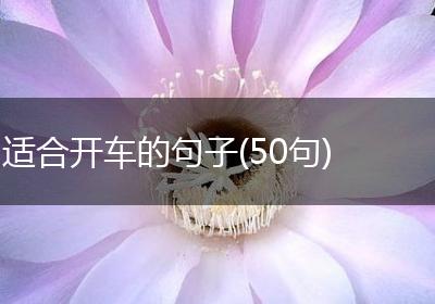 适合开车的句子(50句)