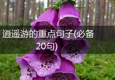 逍遥游的重点句子(必备20句)