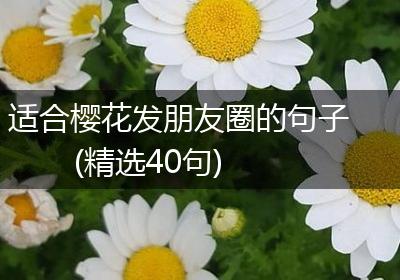 适合樱花发朋友圈的句子(精选40句)