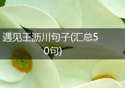 遇见王沥川句子(汇总50句)